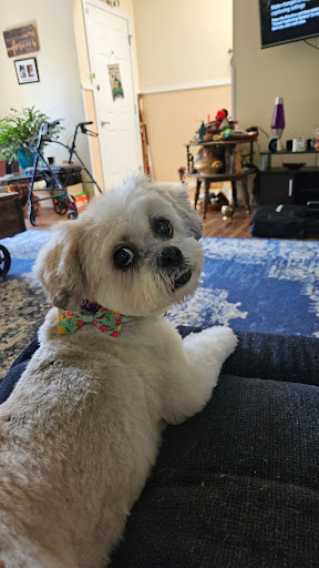 K9 Grooming - Visual