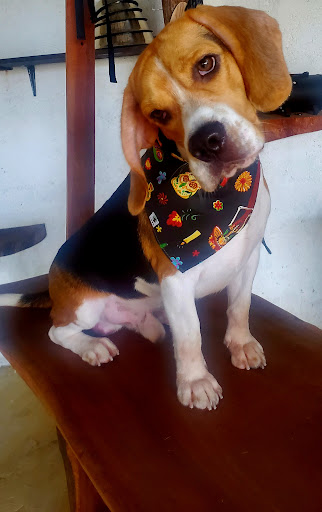 La casa del perro tulum