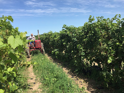 Long Cliff Vineyard & Winery, Inc. - Sanborn, New York