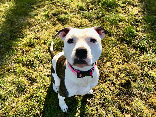 DCAS - Delta Community Animal Shelter - Thumbnail