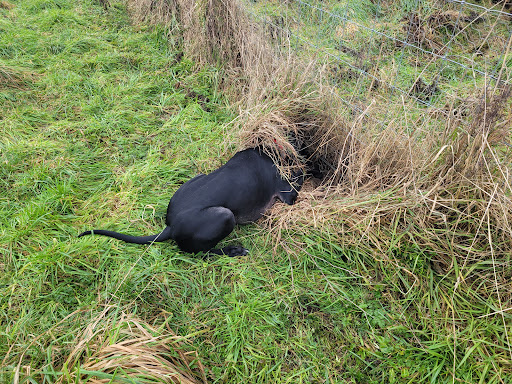 Inca's Trail Secure Dog Park - Thumbnail