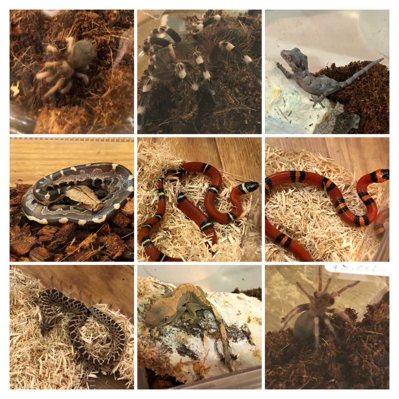 爬虫類ショップ Dear ディア 爬虫類専門店