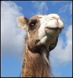 Photo n°43 de FERME PÉDAGOGIQUE LA PRAIRIE DES ANIMAUX Découverte d'animaux insolites à Quézac (Programme de bien-être)
