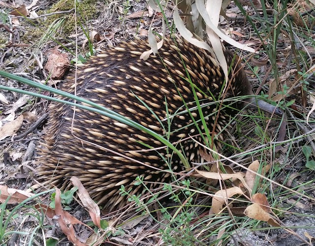 Mt Cannibal Flora and Fauna Reserve