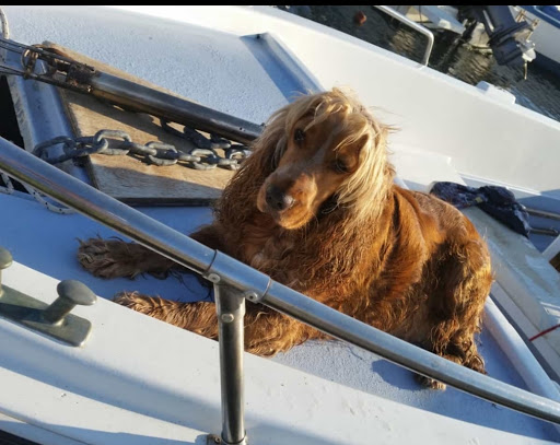 Ambulatorio Veterinario Dr. D'Argento Walter