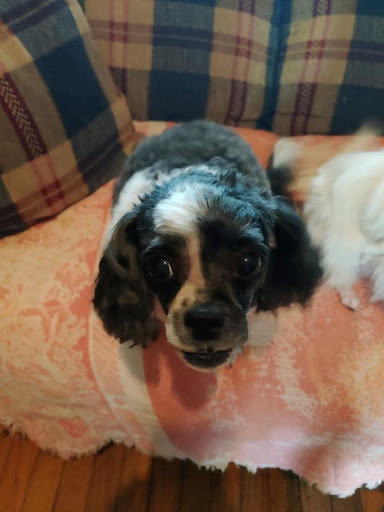 Gina's Scissor Works Pet Grooming - Thumbnail