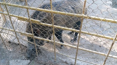 Photos of باغ وحش - حديقة الحيوانات