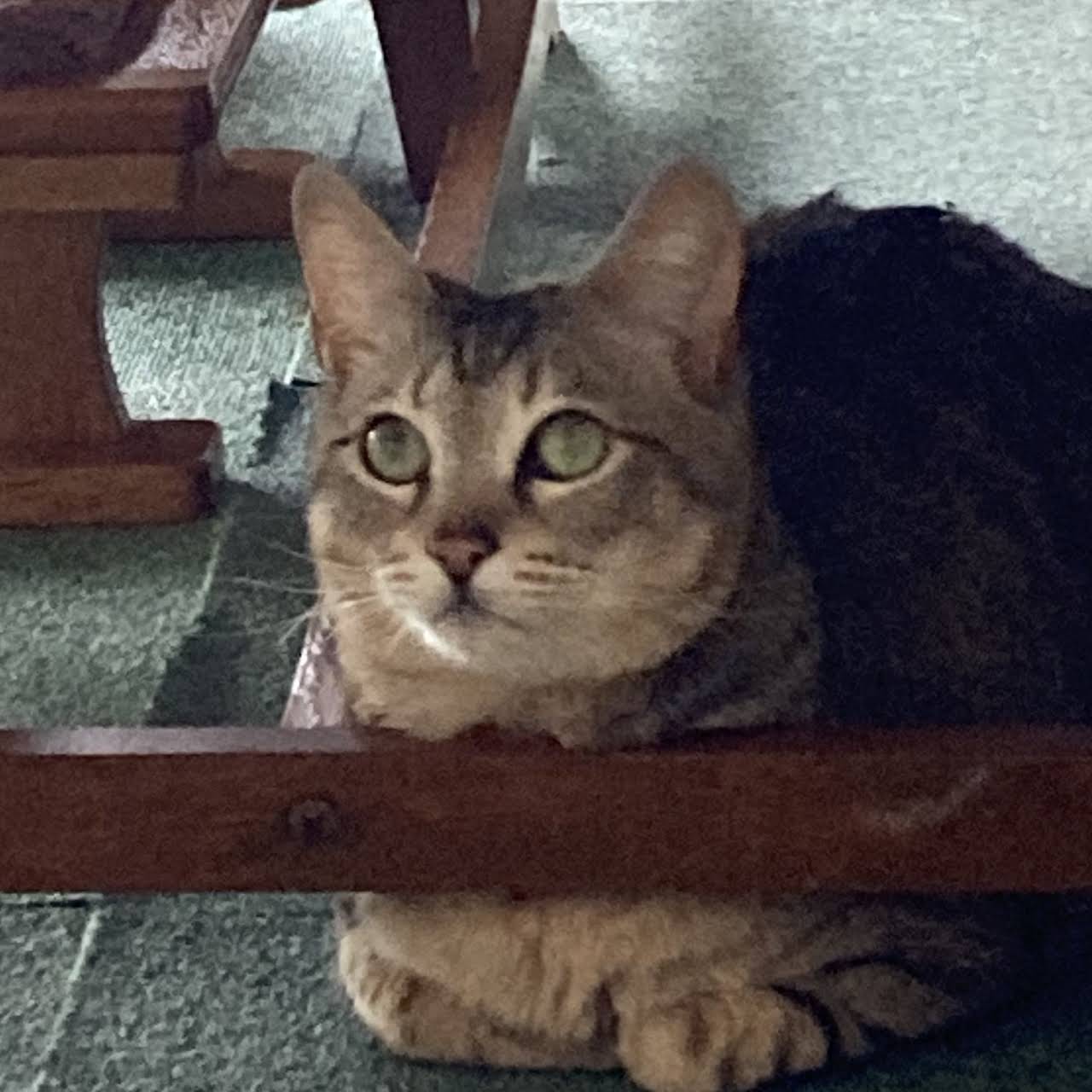 ねこ喫茶 ユトレヒト 受付けで ネットを見た と言って頂ければお一人様50円引き 一部商品を除く