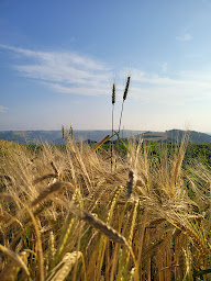 Photo n°7 de Chez Nathalie à La Serre (Gîte)