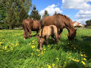 Photo n°10 de Centre équestre de la Ferme des Briques à Auchy-les-Mines (Centre équestre)