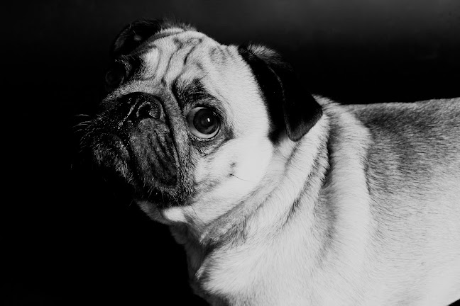 Reviews of Wild Ginger Photography in Manchester - Photography studio