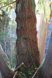 Photo n°27 de Cyprès des Arbres Christophe Thibonnet à Payra-sur-l'Hers (Travaux en hauteur)
