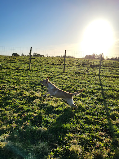 Pet Fields Bolton- Enclosed Dog Field Bolton - Thumbnail