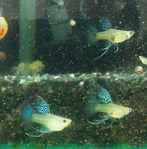 [綠霖水族、木盒 水族店的外部或內部照片]
