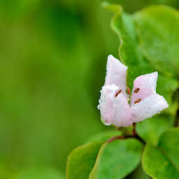 Photo n°14 de Or des Soucis à Le Boulay (Réserve naturelle)