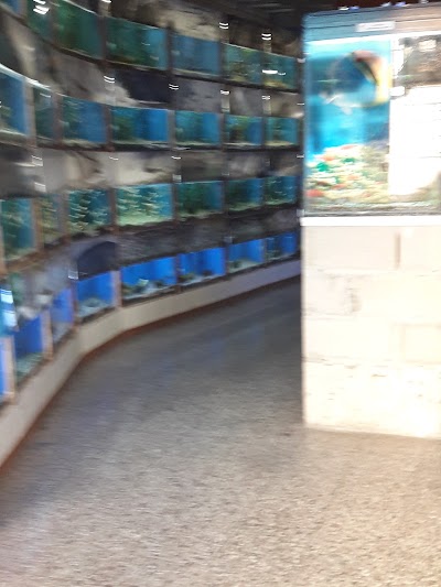 Photos of Kenyfish Aquarium Design