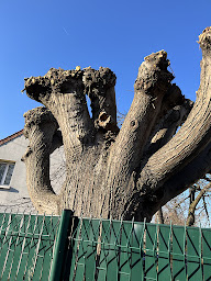 Photo n°18 de Vincent Élagage à Sannois (Jardinier)