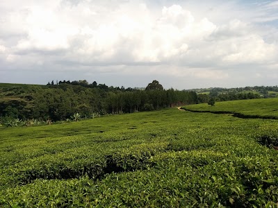 Photos of Kibwari Tea Factory