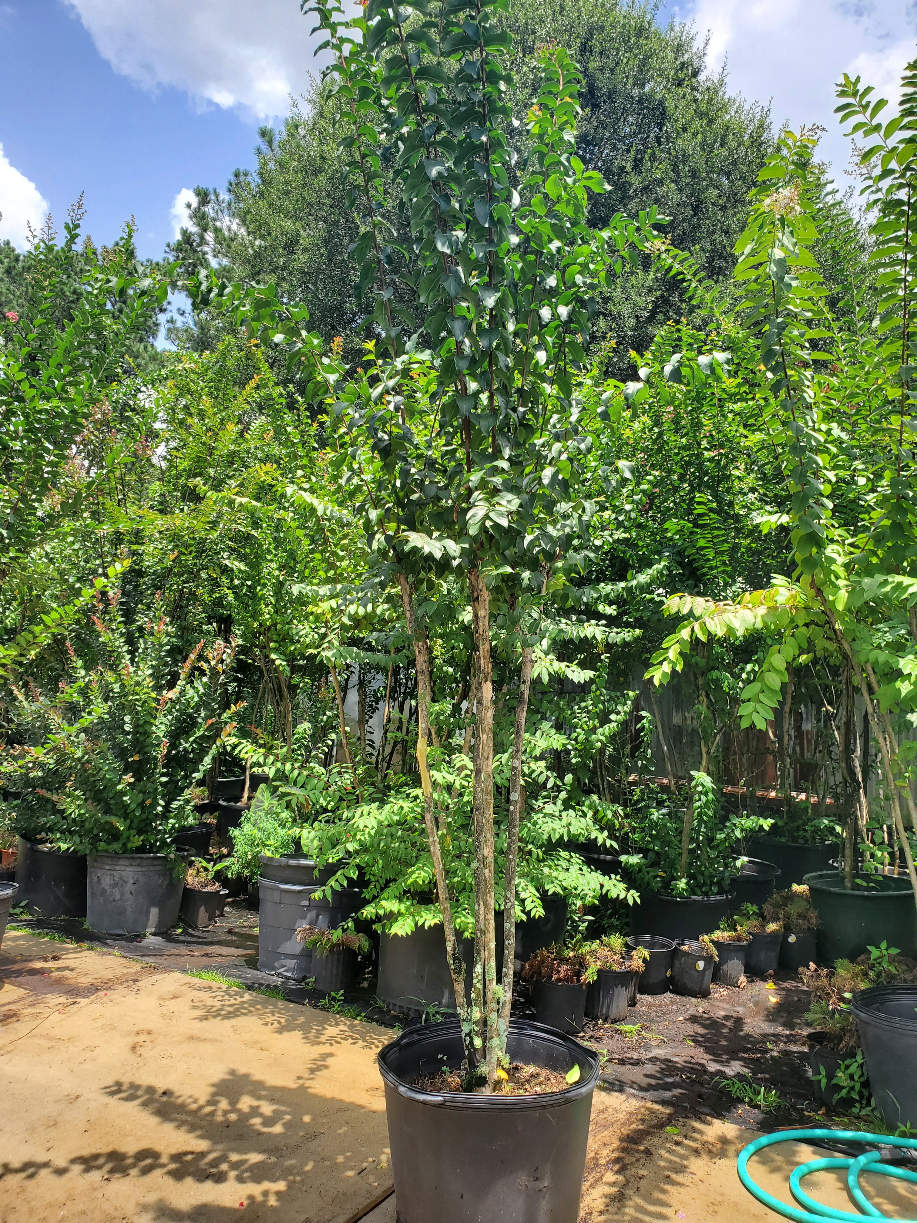 Leo's Garden Nursery
