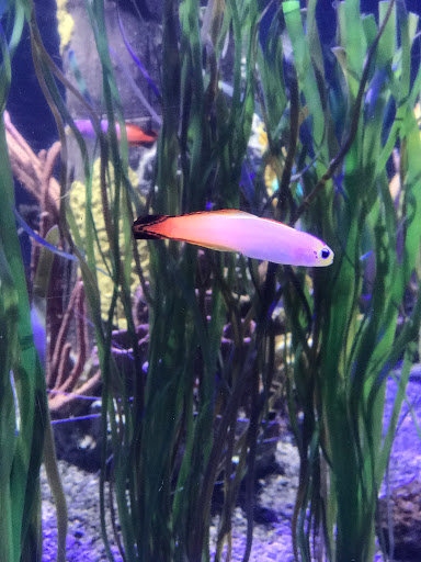 The aquarium people Gallery - United States