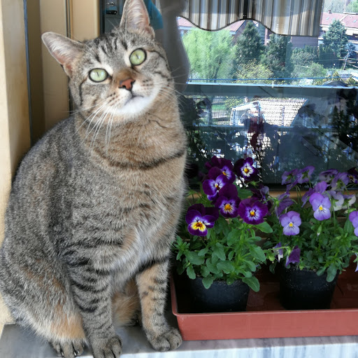 Ambulatorio Veterinario Ceppa Luciano - Thumbnail