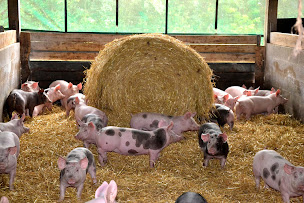 Photo n°2 de Vallégrain Distribution à Nogent-le-Rotrou (Abattoir)