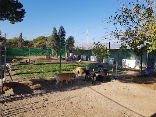 Hotel para perros Hotel canino Los Pinos