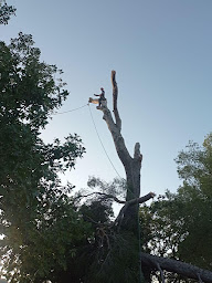 Photo n°2 de Au Gré Des Arbres à Sigonce (Service d'élagage)