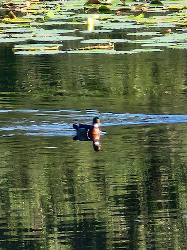 Little Lake Tryon Gallery - United States
