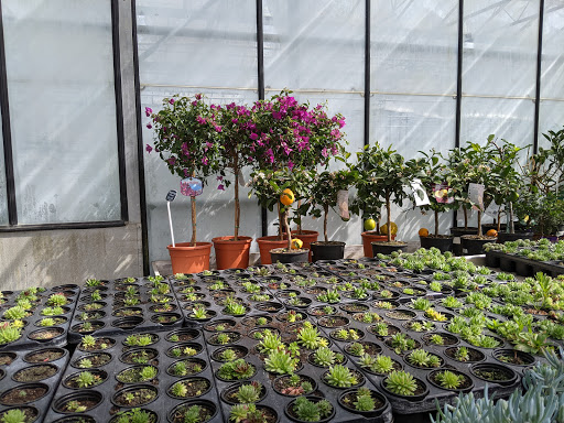 Trade Only Plant Sales Ltd. - Thumbnail