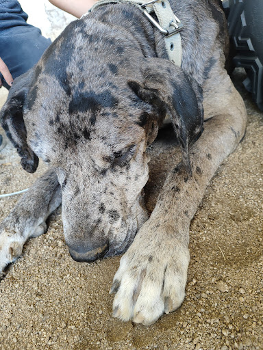 Veterinaria Costa Alegre. Melaque Jal.