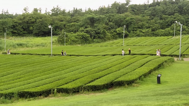 Osulloc Tea Museum