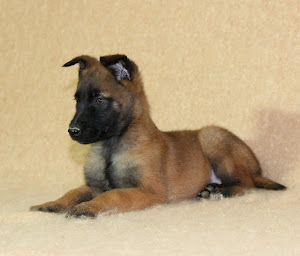 Photo n°21 de Le Paradis Des Edelweiss à Ambonnay (Éleveur de chiens)