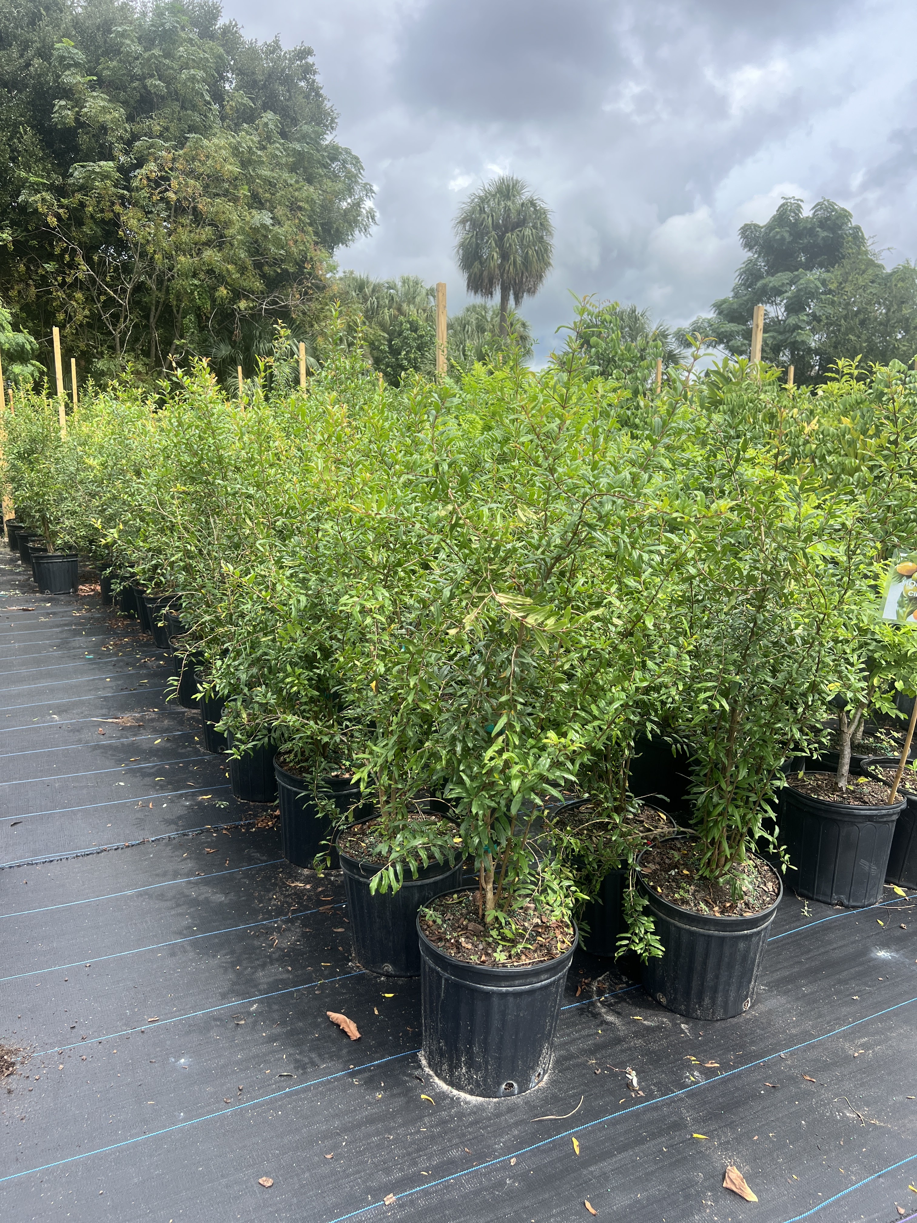 Quality Tropical Trees