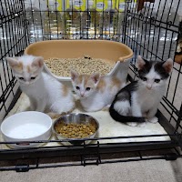 今治ペットセレモニー