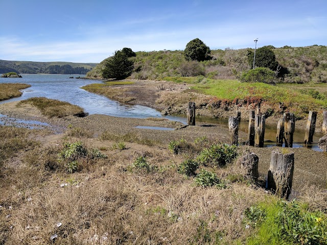 Hog Island Oyster