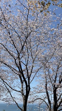 湯の児チェリーライン