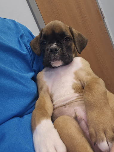 Hartschuh Veterinary Services - Thumbnail