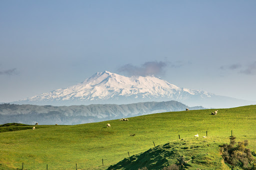 Ridge Top Farm Walk Gallery - New Zealand