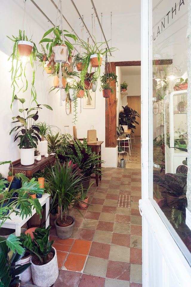PLANTHAE Gabinete Botanico