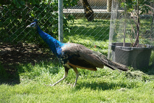 Kleintierzucht Horb