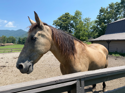 Dillard House Stables - Thumbnail