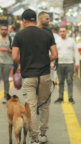 Dog's Pro - אילוף כלבים