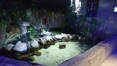 Photos of The National SEA LIFE Bray