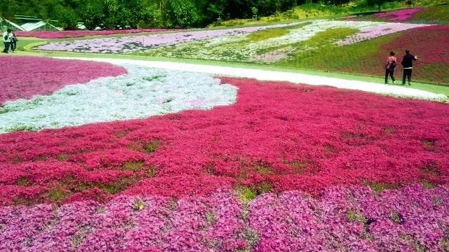 Shibazakura Park