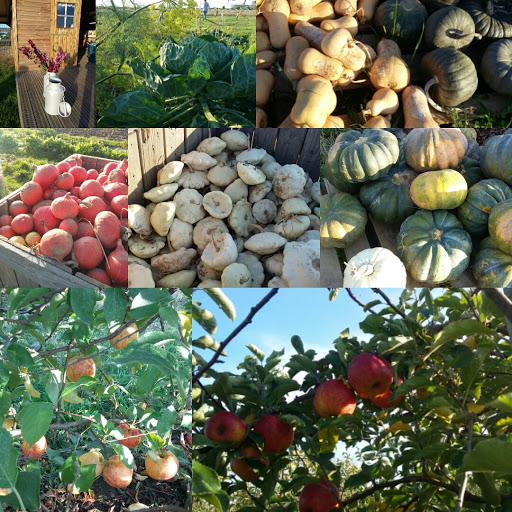 Cueillette et Boutique d'Octeville- Ferme - Thumbnail