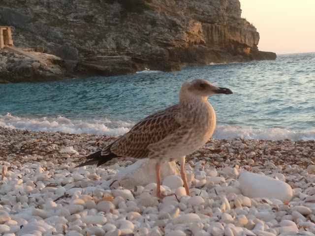 Erimitis Bay Beach