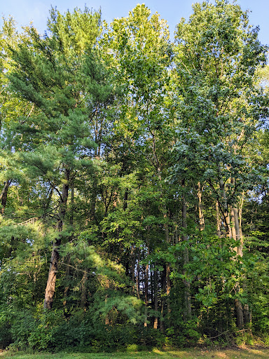 Devon Park - Visual