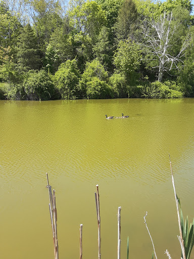 Wolf Pit Pond