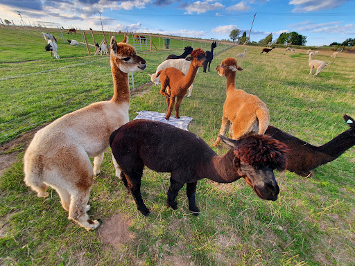 Charnwood Forest Alpacas - Thumbnail